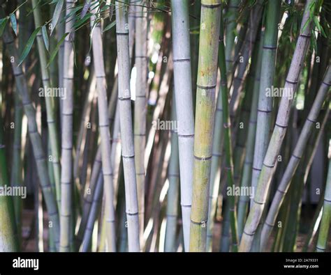 Bamboo Trees In Shanghai China Garden Stock Photo Alamy