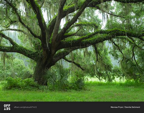 Beautiful Southern Live Oak Tree Quercus Virginiana Central Florida