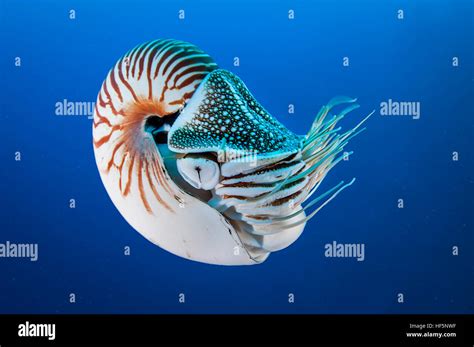 Nautilus Shell Swimming Underwater Palau Micronesia Stock Photo Alamy