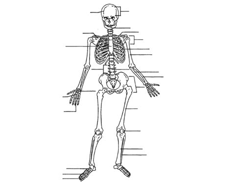 Human Skeletal System Diagram Quizlet