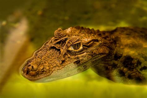 Banco De Imagens Natureza Animal Animais Selvagens Selvagem Verde