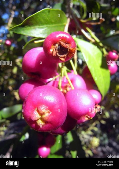 Pink Fruit Of Australian Native Lilly Pilly Syzygium Australe Tree
