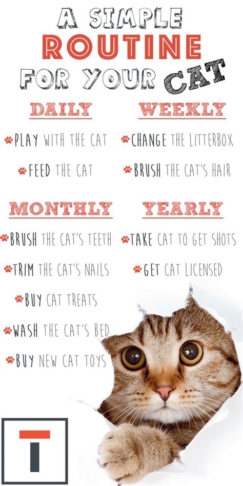 Printable Cat Care Chart
