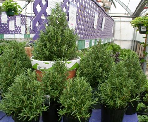 The Flower Bin How To Grow Rosemary Indoors