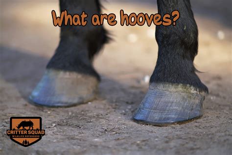 What Are Hooves Cswd