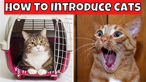 How To Introduce Two Cats Safe And Easy Strategies Youtube