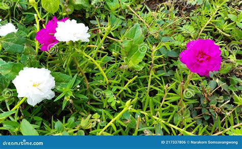 Common Purslaneverdolagepigweedlittle Hogweed Beautiful Flower