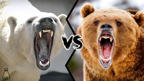 Polar Bear Vs Grizzly Bear Who Is Stronger Youtube