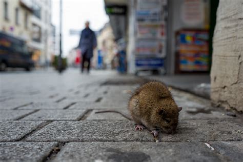 New York City Rats Are Smart And Resilient Heres How To Defeat Them Streeteasy