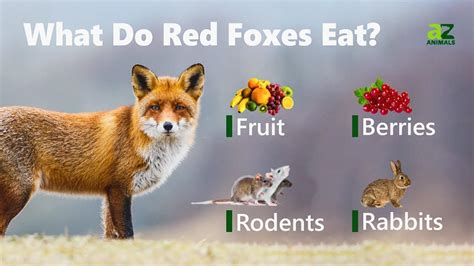 What Do Red Foxes Eat 7 Types Of Food They Love Imp World
