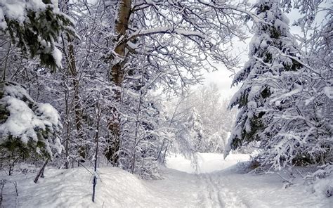 Path Through The Snowy Forest 2 Wallpaper Nature Wallpapers 36008