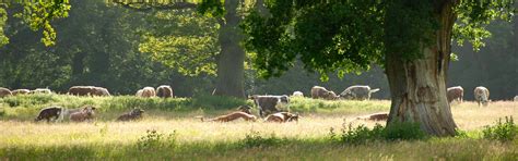safari in deepest sussex now you can experience the knepp re wilding project for yourself