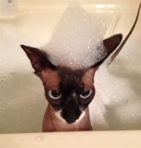 My Beeblebrox Sphynx Cat Victor Bath Time Bambino Cat Sphynx Cat