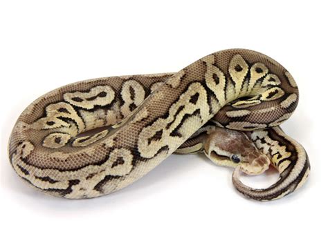Vanilla Pewter – Markus Jayne Ball Pythons