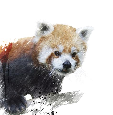 Red Panda Watercolor Stock Illustration Image Of Panda 57340281