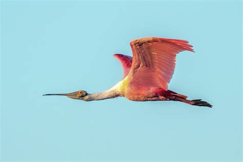 Roseate Spoonbill Wings Up Photograph By Bradford Martin Fine Art America