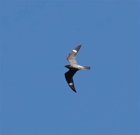 Day Flying Nighthawks Backyard And Beyond