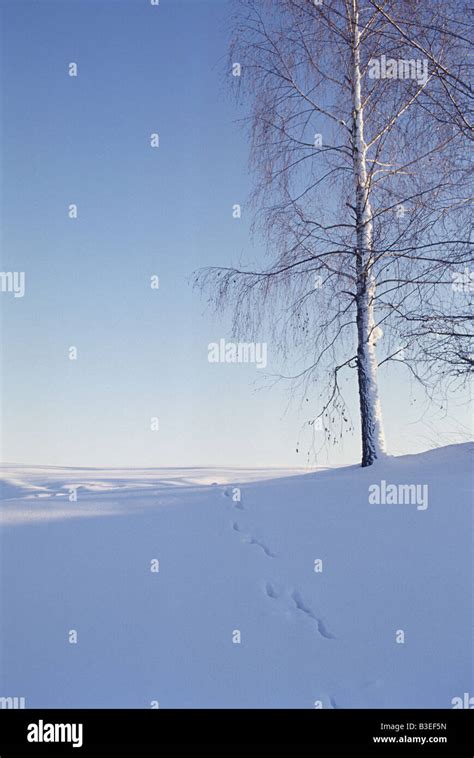 Peaceful Winter Scene Stock Photo Alamy