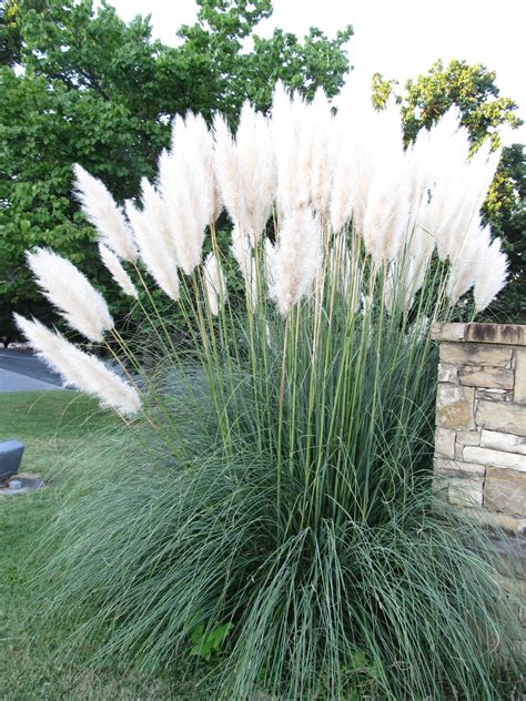 Pampas Grass Have We Learned A Lesson What Grows There Hugh