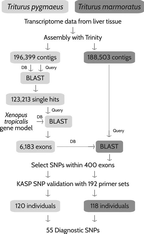 Schematic Representation Of The Snp Design Process Adapted From Van