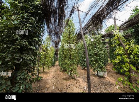 Pepper Farm Kampot Cambodia Asia Stock Photo Alamy