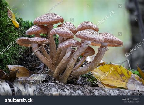 Shot Edible Armillaria Ostoyae Mushroom Commonly Stock Photo 2217856677