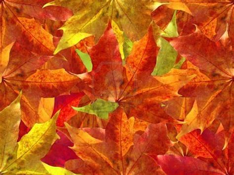 Free Download Pemandangan Autumn Leaves Wallpaper 1200x900 For Your