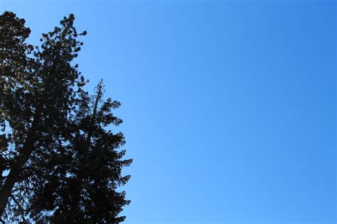 Free Stock Photo Of Trees At Edge Of Blue Sky