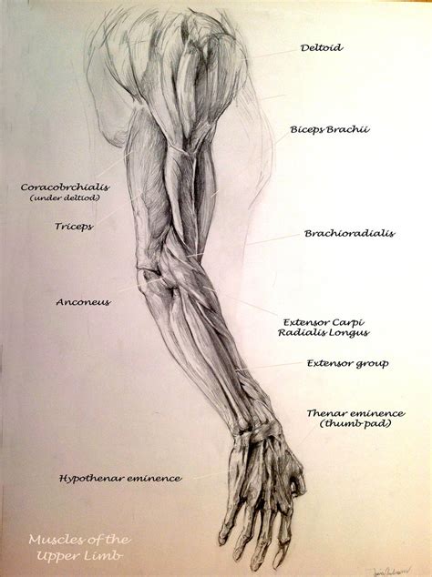 School Anatomy Studies Arm Muscles By Travis Anderson On Deviantart