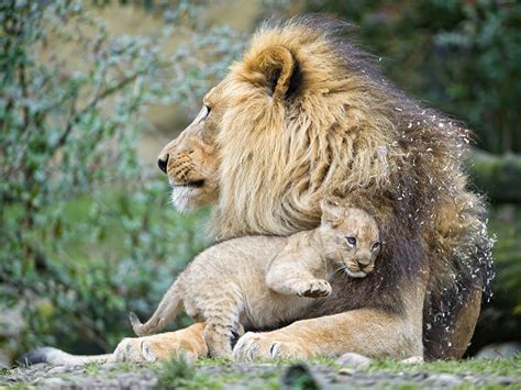 Fonds Decran Lions Petits Fauve Deux ©tambako The Jaguar Animaux
