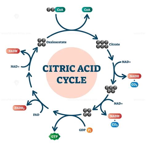 Citric Acid Cycle Diagram Vector Illustration Molecular Scheme
