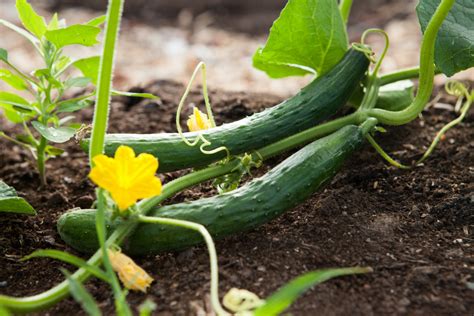 How To Grow Cucumber Plants In A Greenhouse Homesteadtractorcom
