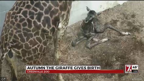 Autumn The Giraffe Gives Birth At Greenville Zoo Youtube
