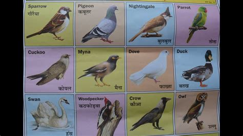 Hindi English Bird Name हिंदी इंग्लिश में पक्षियों के नाम For