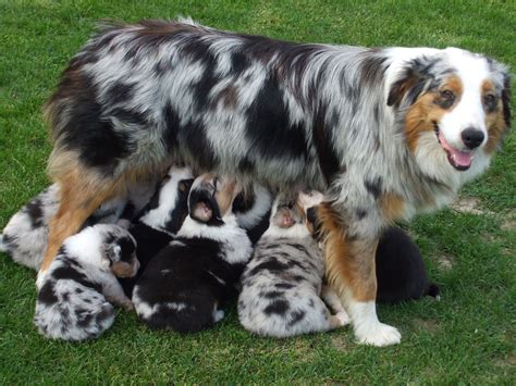 Australian Shepherd Australian Cattle Dog Mix Australian Shepherd