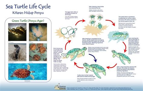 Redang Pelangi Resort Turtle Life Cycle Sea Turtle Sea Turtle Life