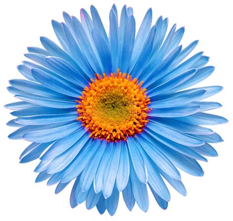 Blue Flower Aster Alpine Isolated On White Background Stock Photo