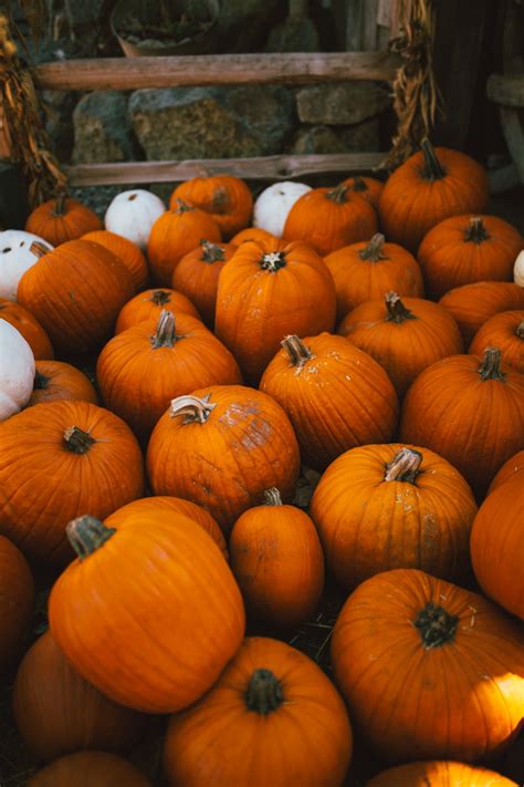 free images plant fall produce autumn halloween pumpkin patch calabaza carving october