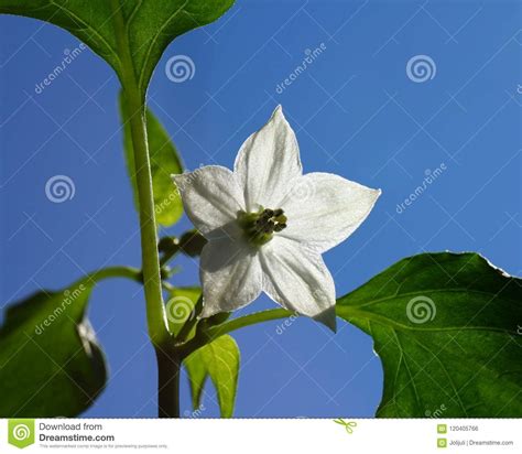 Chili Pepper White Flower Stock Photo Image Of Grow 120405766