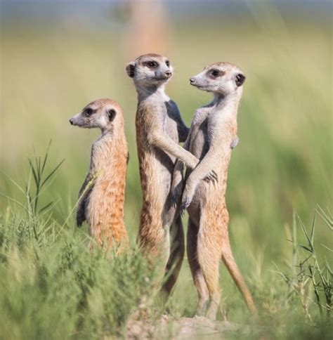 In Pictures Meerkats Of Botswana By Wildlife Photographer Will Burrard