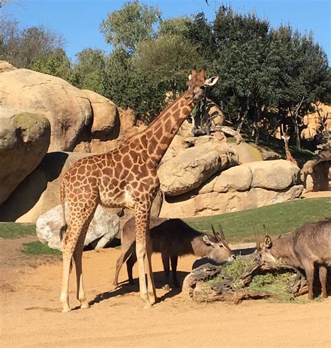 Bioparc Cumple 10 Años Con 5 Millones De Visitantes 335 Crías Nacidas