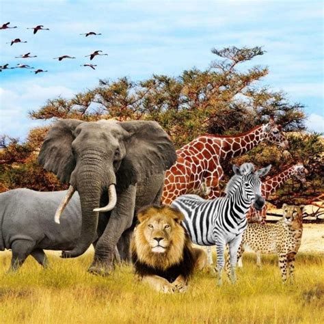 10 Best African Safari Animals Wallpaper Full Hd 1920×1080 For Pc