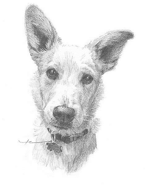 Dog Portrait Drawing By Mike Theuer Redbubble