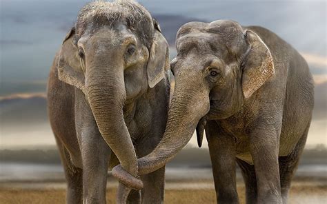 Free Download Elephants Wallpapers World Top Best Hd Desktop Wallpapers