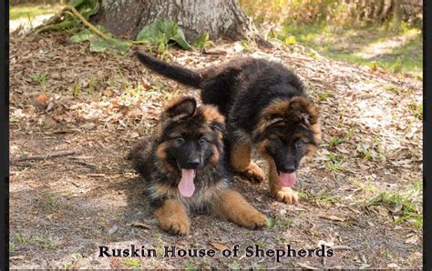 Black And Red German Shepherd Puppies