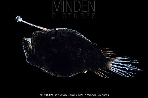 Minden Pictures Bioluminescent Anglerfish Cryptopsaras Couesi