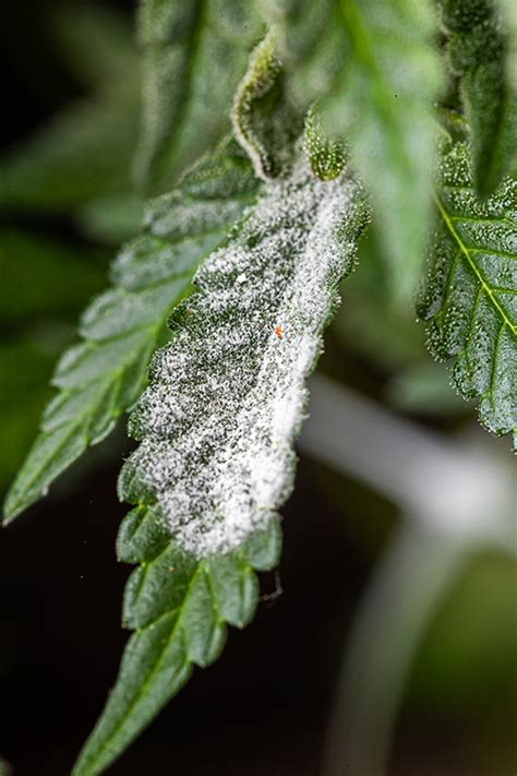 How To Get Rid Of White Powdery Mildew Grow Weed Easy