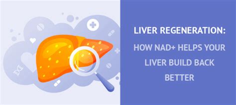 Liver Regeneration How Nad Helps Your Liver Build Back Better
