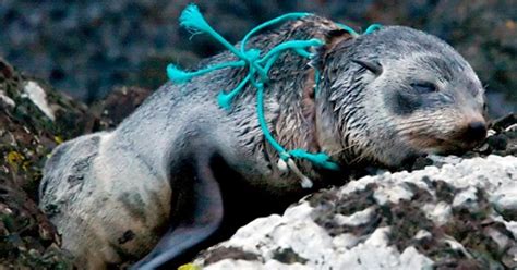 Pacific Plastic Threatening Wildlife Exposing The Big Game