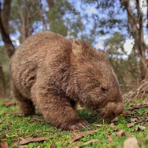 “wally The Friendly Wombat” Head Over To My Facebook Page